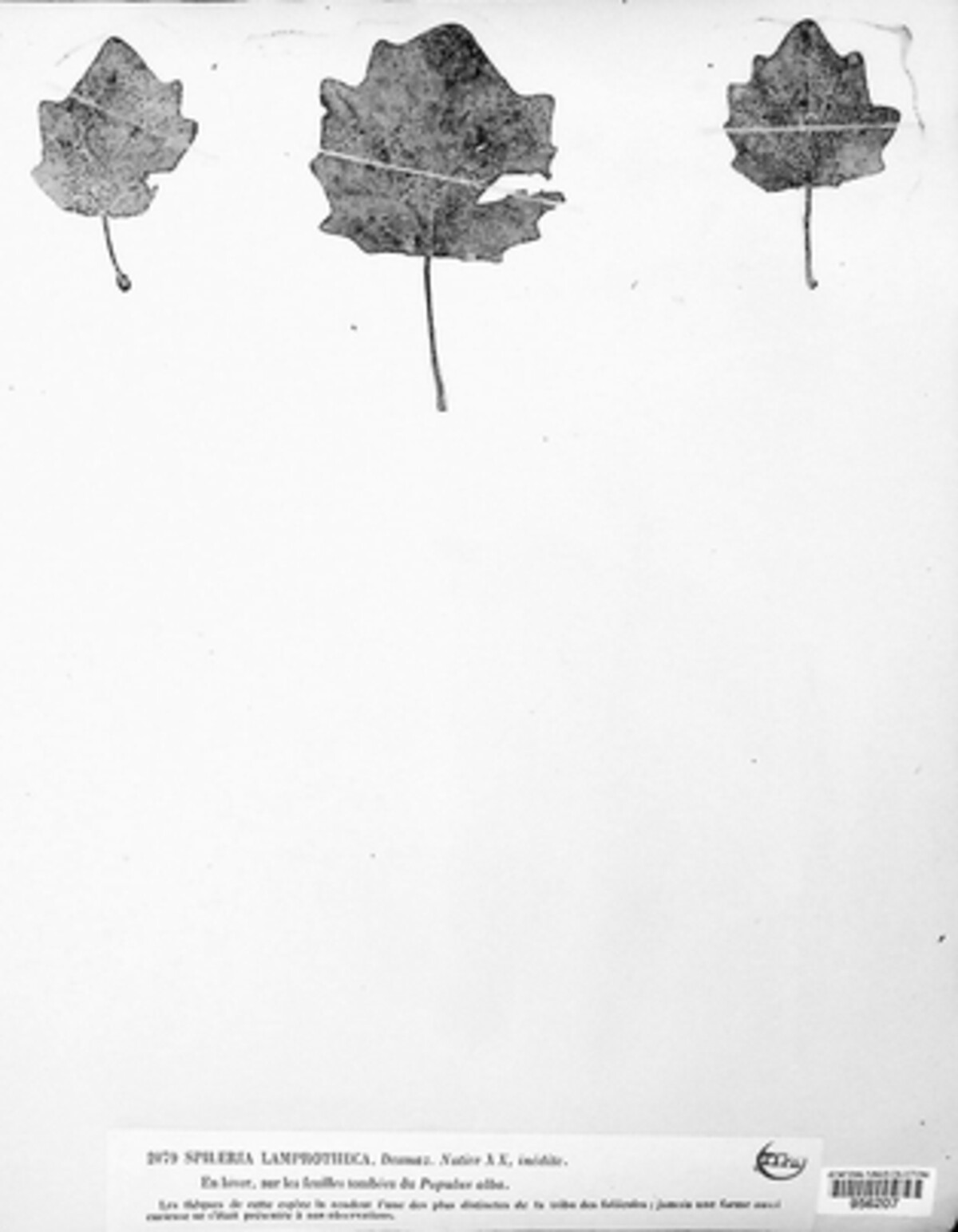 Cryptoderis image